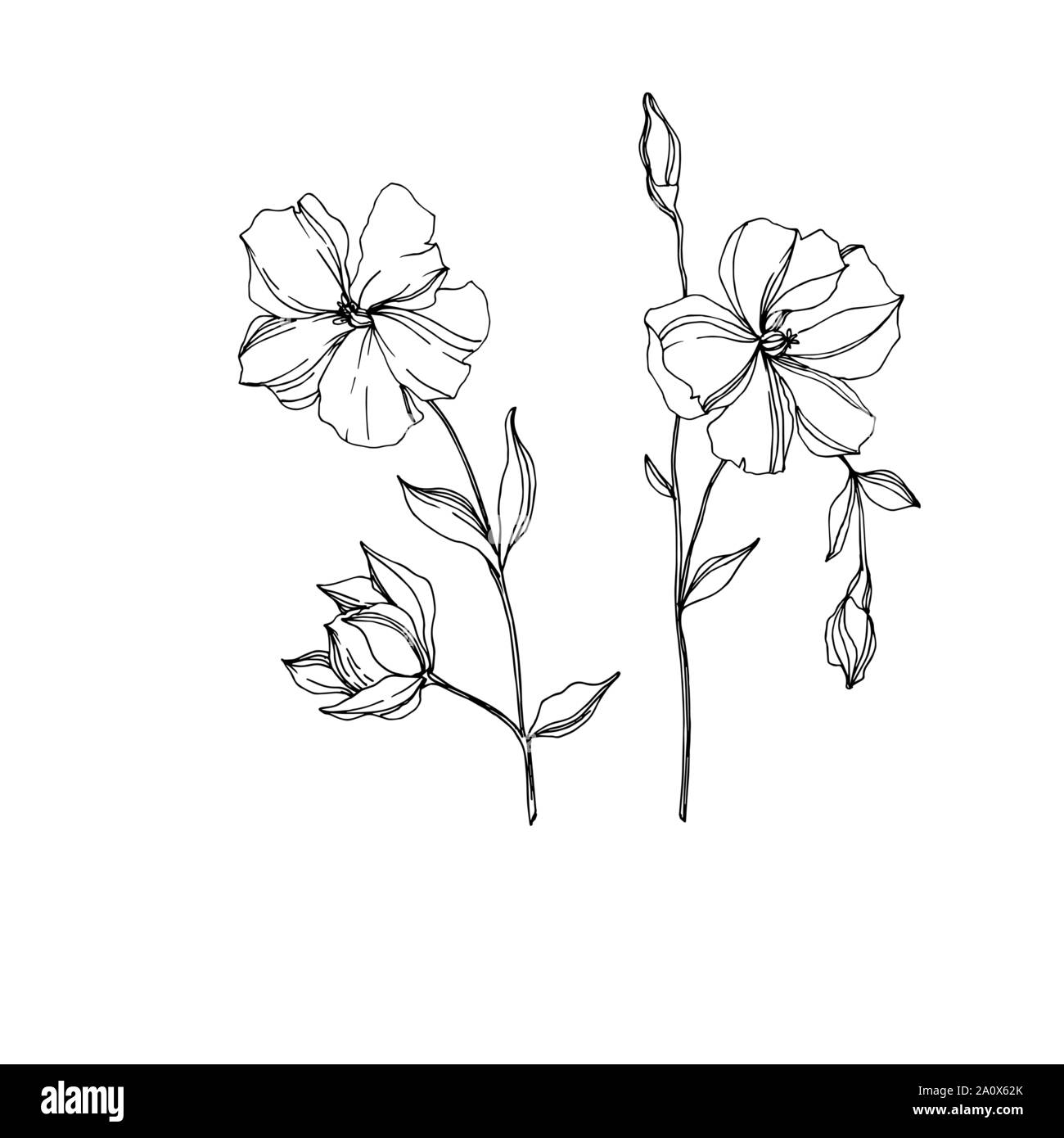 Vector floral fleurs botanique de lin. Lame de ressort sauvages isolés de fleurs sauvages. Gravée en noir et blanc L'art de l'encre sur l'élément isolé illustration lin wh Illustration de Vecteur