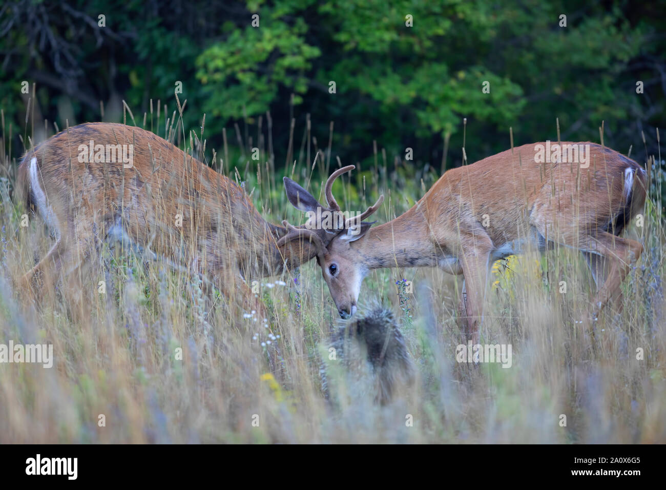 Le cerf de virginie mâles jouant dans la lumière tôt le matin avec ses bois de velours en été au Canada Banque D'Images