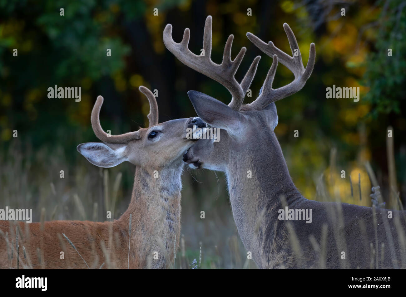 Le cerf d'argent chaque message d'autres sur un matin tôt avec ses bois de velours en été au Canada Banque D'Images