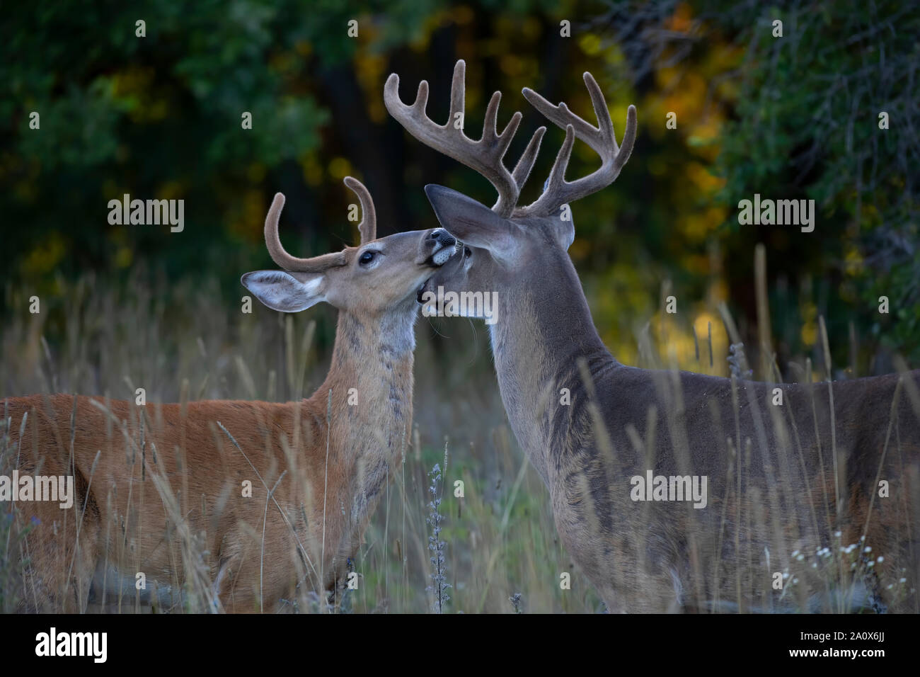 Le cerf d'argent chaque message d'autres sur un matin tôt avec ses bois de velours en été au Canada Banque D'Images