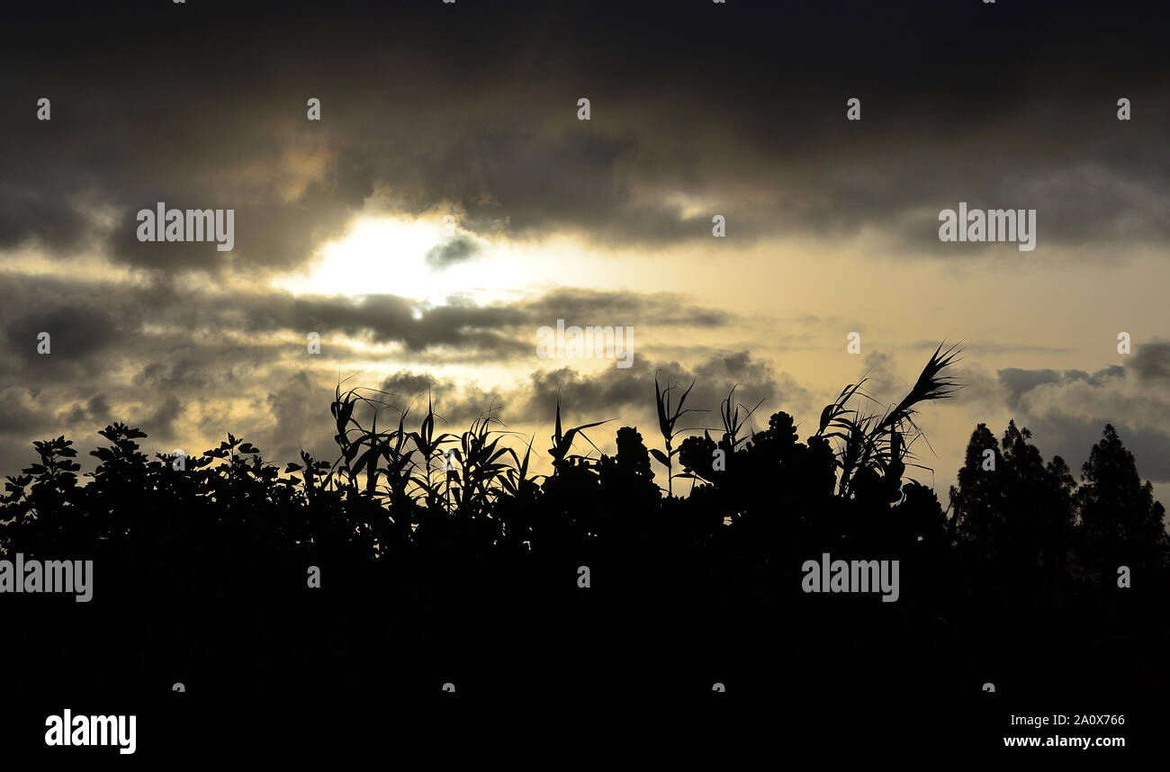 La végétation rétroéclairé et ciel nuageux à l'aube, de figuiers de barbarie, de roseaux et de plusieurs plantes sauvages Banque D'Images