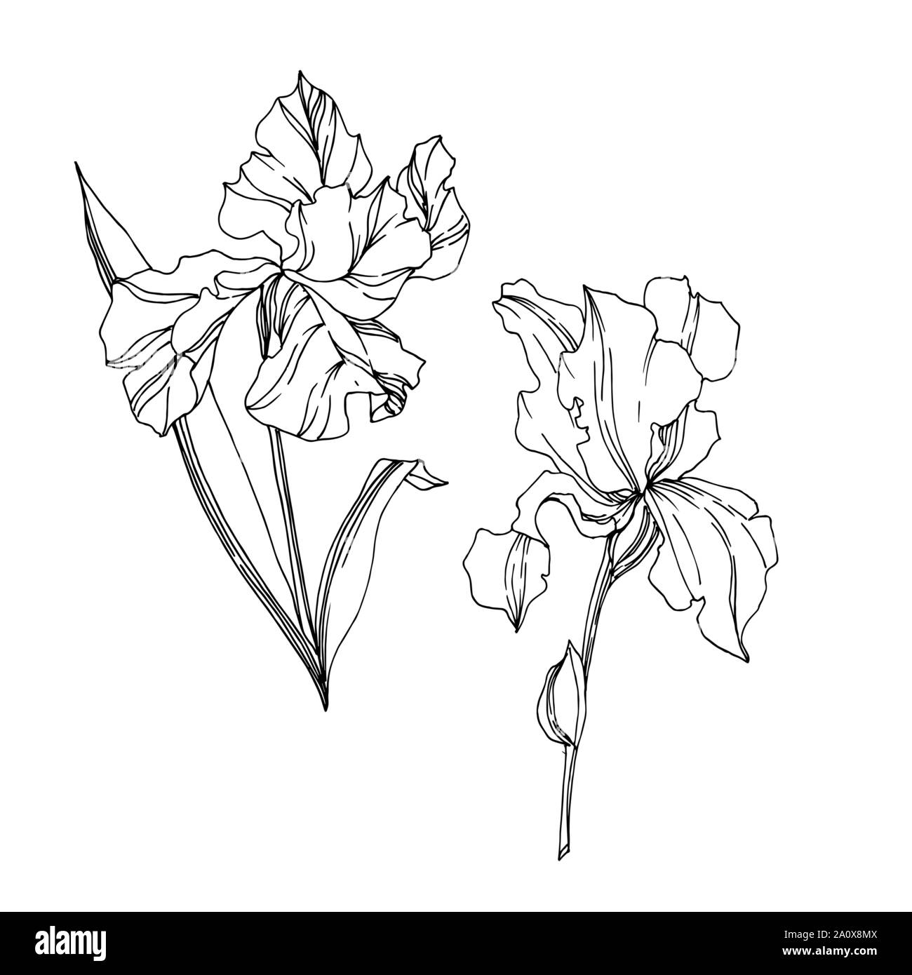 Vector floral iris fleurs botanique. Lame de ressort sauvages isolés de fleurs sauvages. Gravée en noir et blanc L'art de l'encre sur l'élément isolé illustration iris Illustration de Vecteur