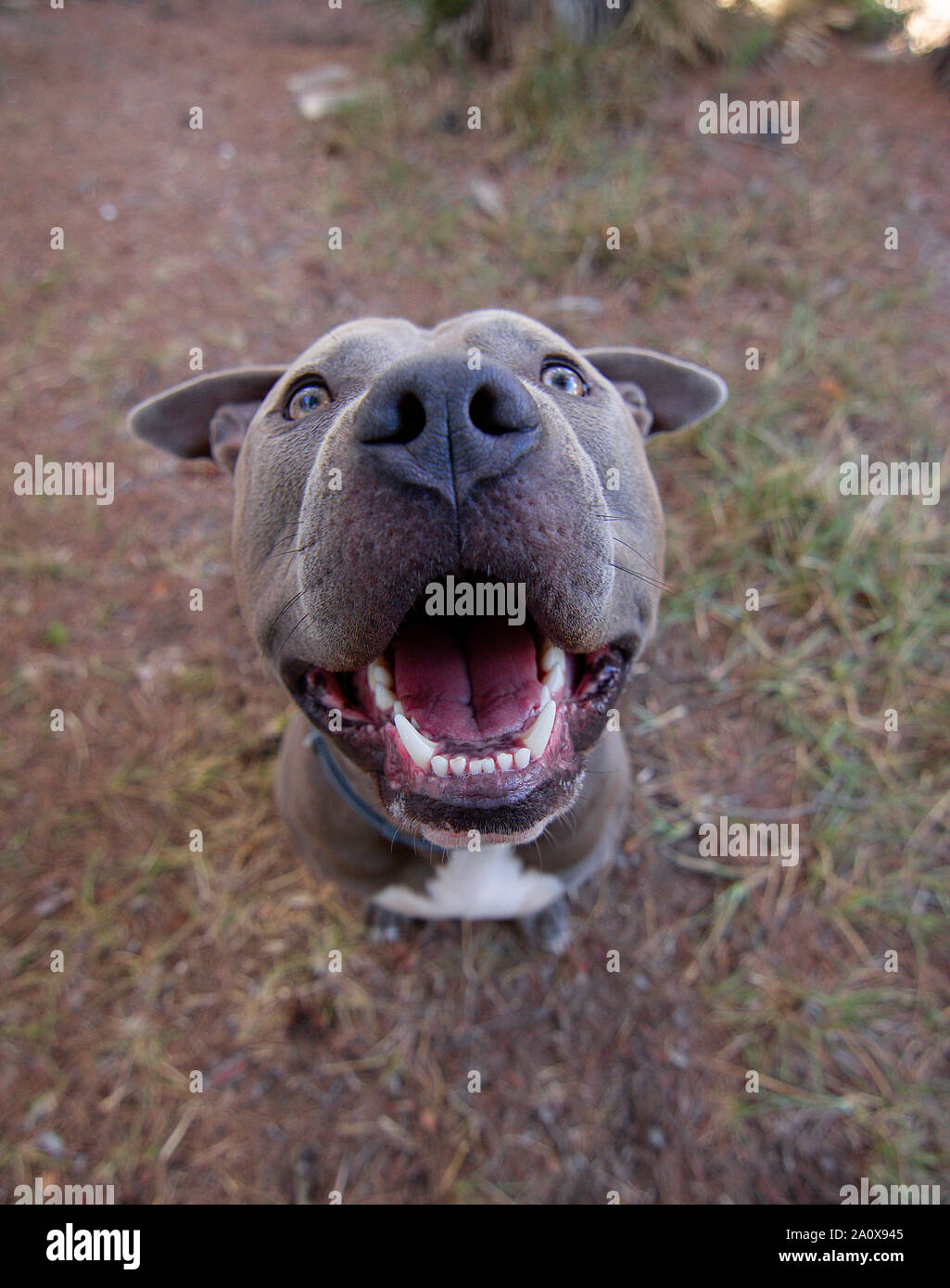 Magnifique portrait d'un mâle american Stafforshire Terrier bleu Banque D'Images