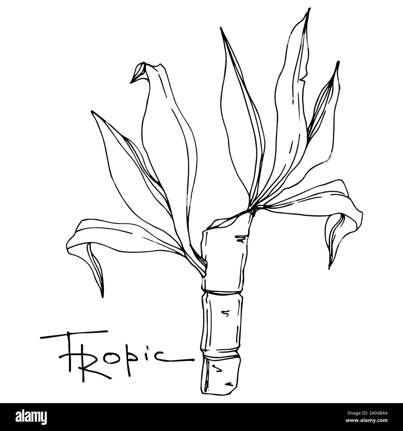 Hawaiian tropical exotique de vecteur de l'été. Palm Beach de feuilles d'arbres jungle botanique. Noir et blanc Encre gravée art. isolés feuilles élément illustration Illustration de Vecteur