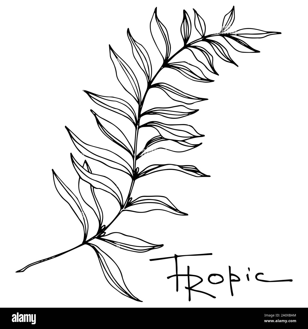 Hawaiian tropical exotique de vecteur de l'été. Palm Beach de feuilles d'arbres jungle botanique. Noir et blanc Encre gravée art. isolés feuilles élément illustration Illustration de Vecteur