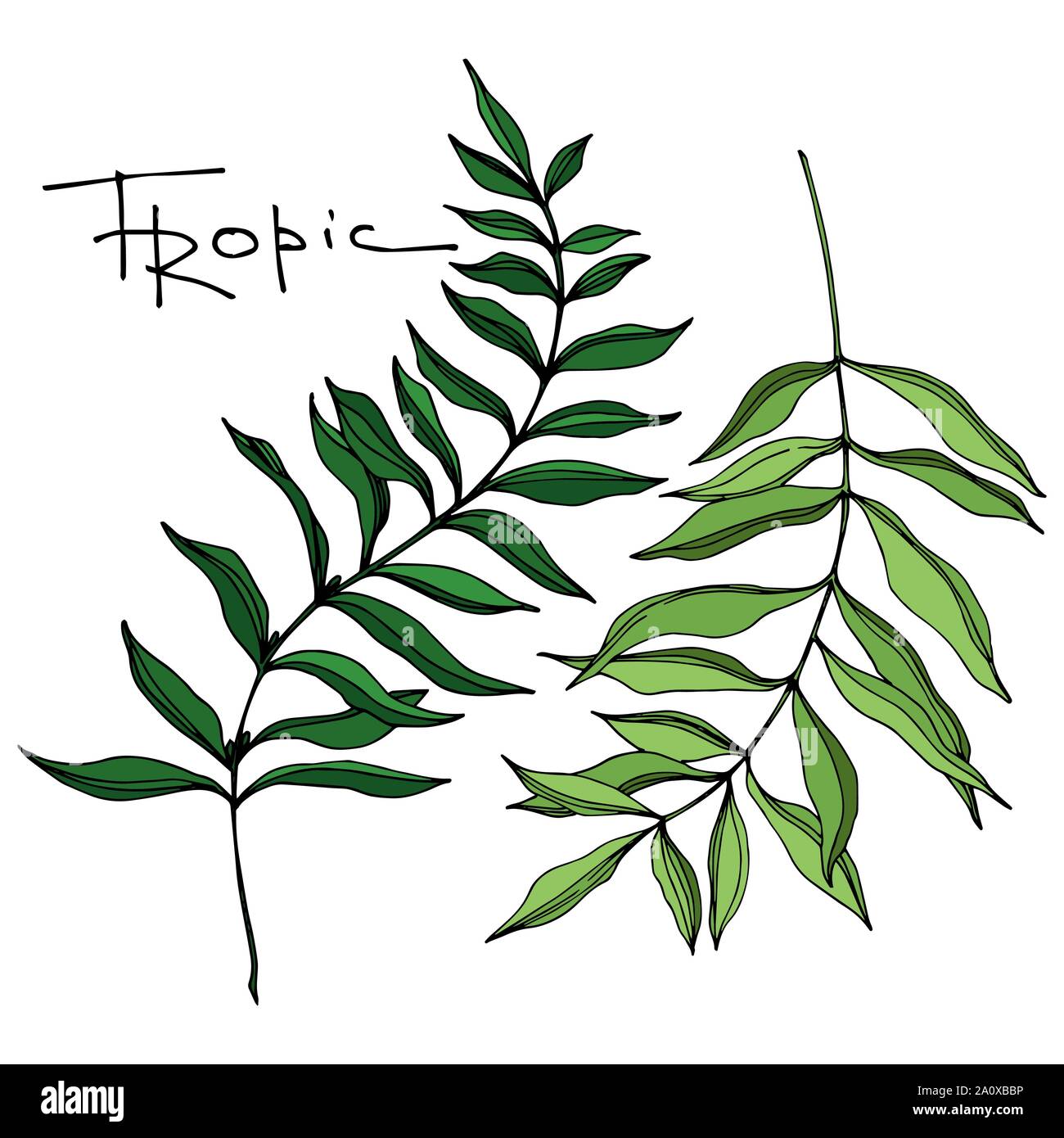 Hawaiian tropical exotique de vecteur de l'été. Palm Beach de feuilles d'arbres jungle botanique. Noir et blanc Encre gravée art. isolés feuilles élément illustration Illustration de Vecteur