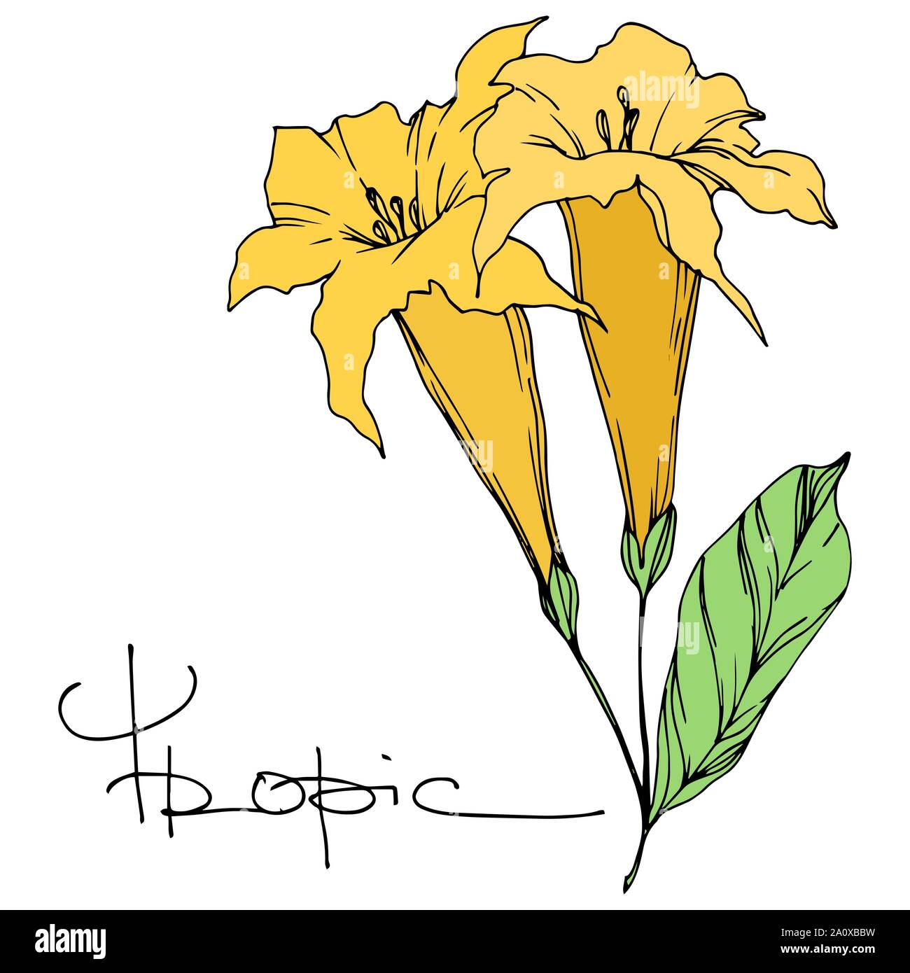 Hawaiian tropical exotique de vecteur de l'été. Palm beach jungle arbre feuilles fleurs botanique. Gravée en noir et blanc L'art d'encre fleur isolée illustratio Illustration de Vecteur