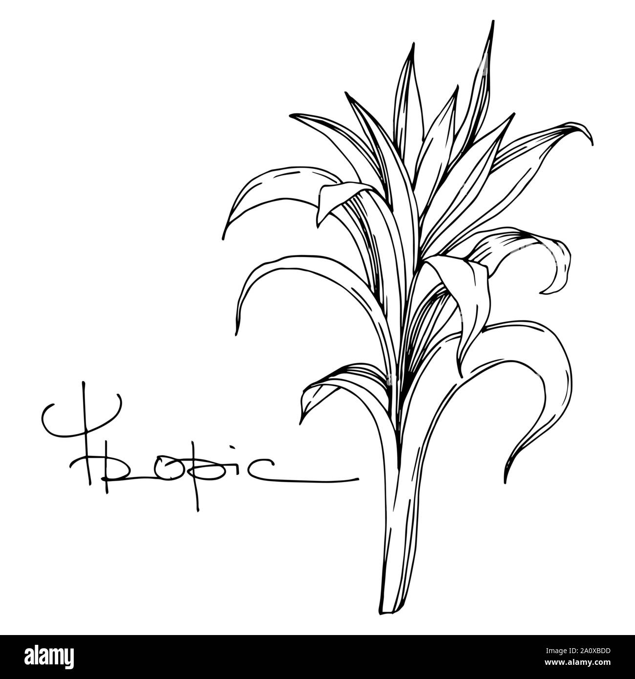 Hawaiian tropical exotique de vecteur de l'été. Palm Beach de feuilles d'arbres jungle botanique. Noir et blanc Encre gravée art. isolés feuilles élément illustration Illustration de Vecteur