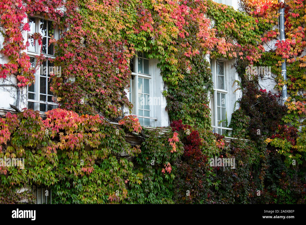 Mur de l'édifice avec un balcon est couvert de lierre Banque D'Images