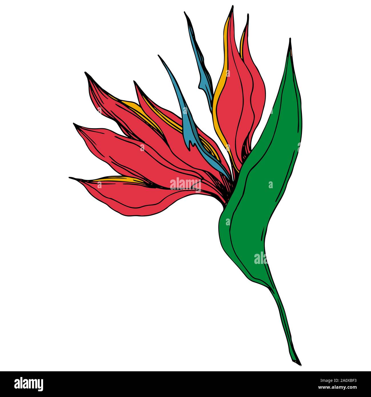 Hawaiian tropical exotique de vecteur de l'été. Palm beach jungle arbre feuilles fleurs botanique. Gravée en noir et blanc L'art d'encre fleur isolée illustratio Illustration de Vecteur