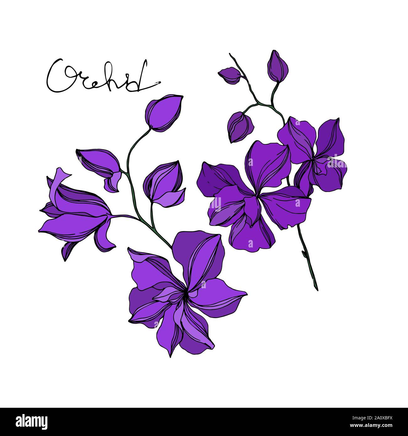 Vector floral fleurs orchidées botaniques. Lame de ressort sauvages isolés de fleurs sauvages. Noir et violet encre gravée orchidées isolées de l'élément d'illustration de l'art. Illustration de Vecteur