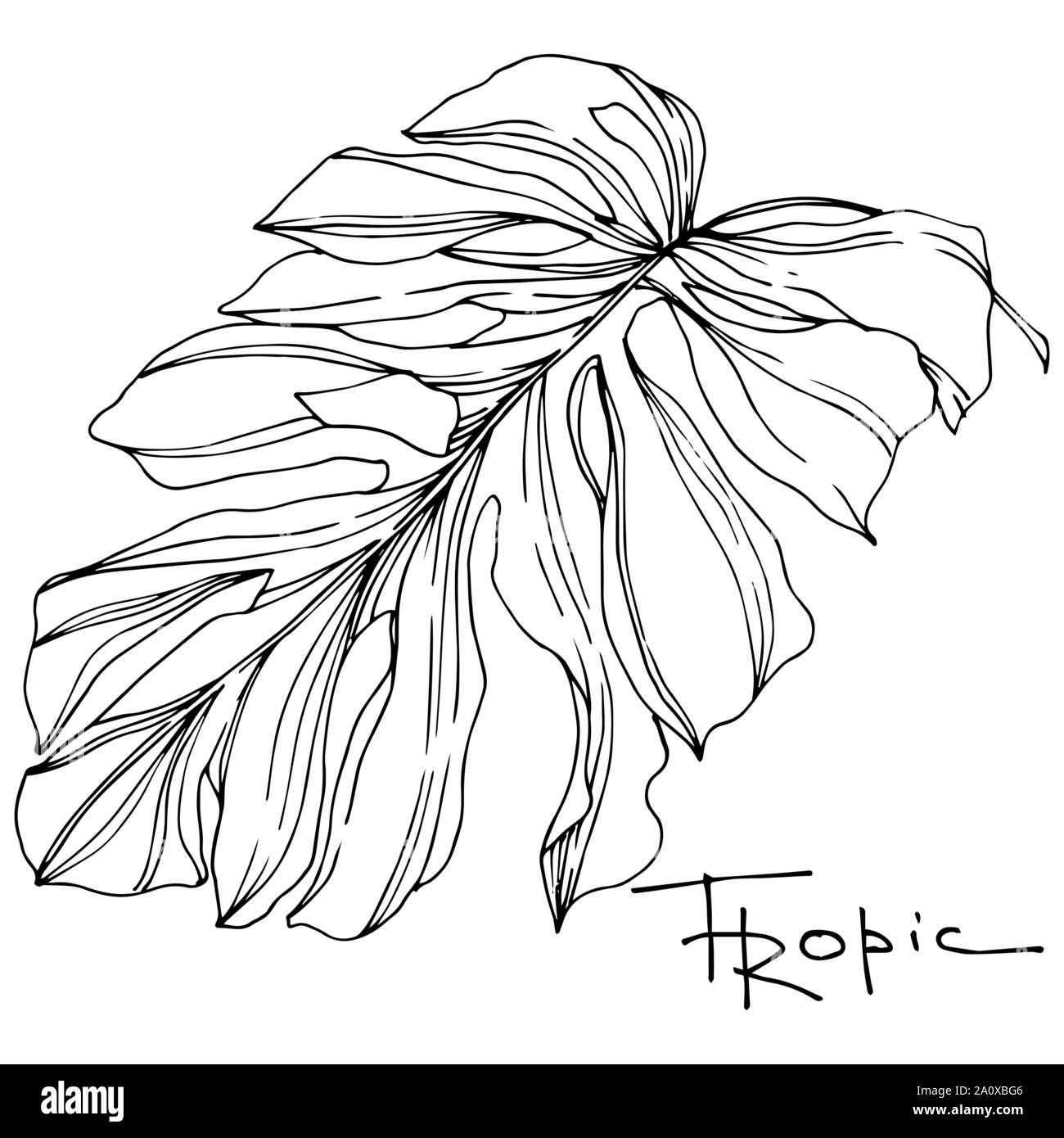 Hawaiian tropical exotique de vecteur de l'été. Palm Beach de feuilles d'arbres jungle botanique. Noir et blanc Encre gravée art. isolés feuilles élément illustration Illustration de Vecteur