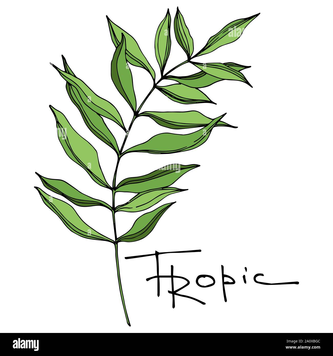 Hawaiian tropical exotique de vecteur de l'été. Palm Beach de feuilles d'arbres jungle botanique. Noir et blanc Encre gravée art. isolés feuilles élément illustration Illustration de Vecteur