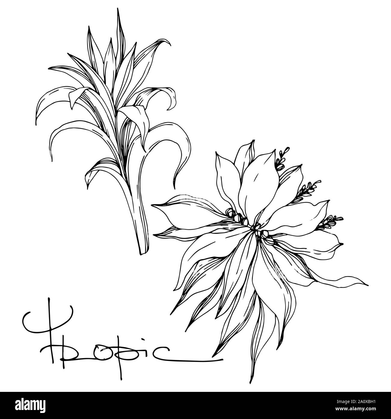 Hawaiian tropical exotique de vecteur de l'été. Palm beach jungle arbre feuilles fleurs botanique. Gravée en noir et blanc L'art d'encre fleur isolée illustratio Illustration de Vecteur