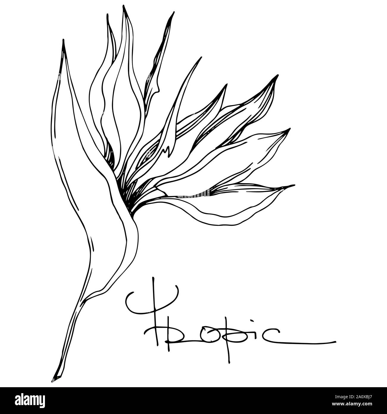 Hawaiian tropical exotique de vecteur de l'été. Palm beach jungle arbre feuilles fleurs botanique. Gravée en noir et blanc L'art d'encre fleur isolée illustratio Illustration de Vecteur