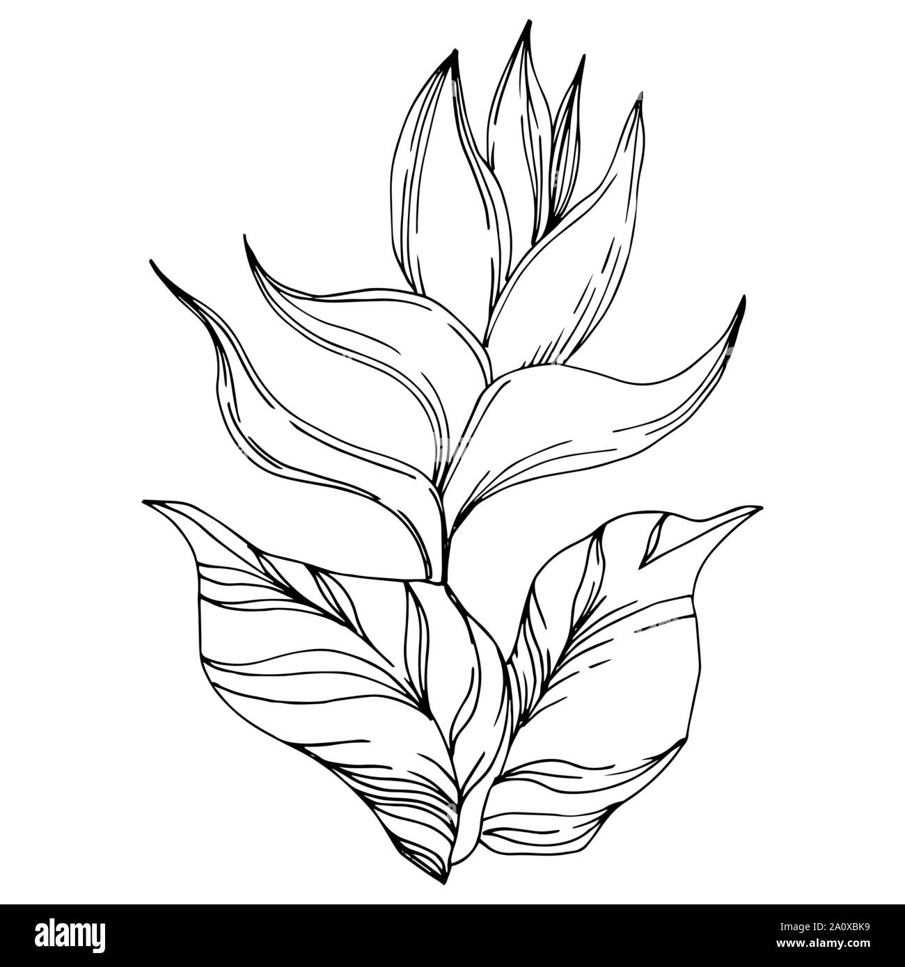 Hawaiian tropical exotique de vecteur de l'été. Palm beach jungle arbre feuilles fleurs botanique. Gravée en noir et blanc L'art d'encre fleur isolée illustratio Illustration de Vecteur