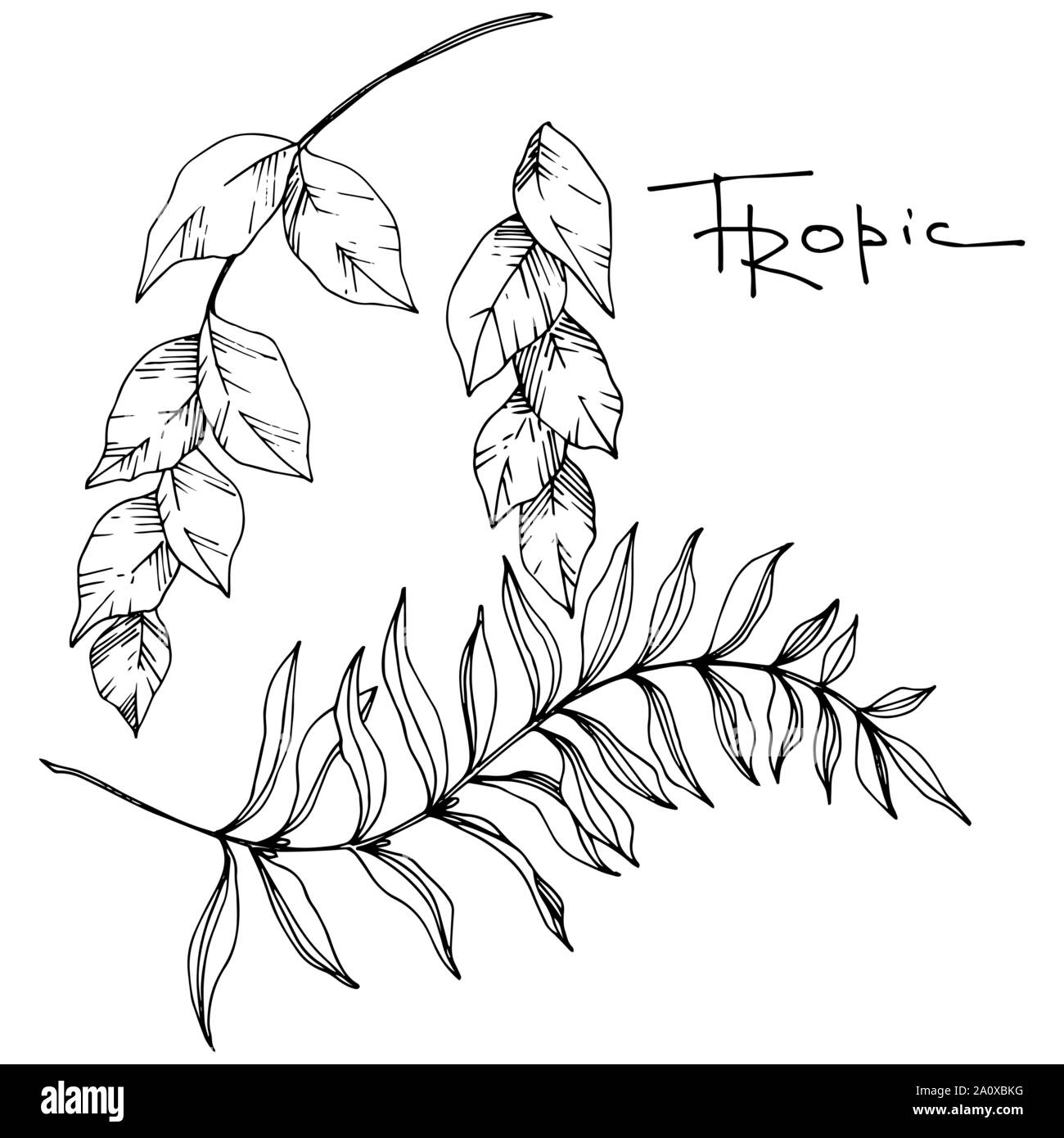 Hawaiian tropical exotique de vecteur de l'été. Palm Beach de feuilles d'arbres jungle botanique. Noir et blanc Encre gravée art. isolés feuilles élément illustration Illustration de Vecteur