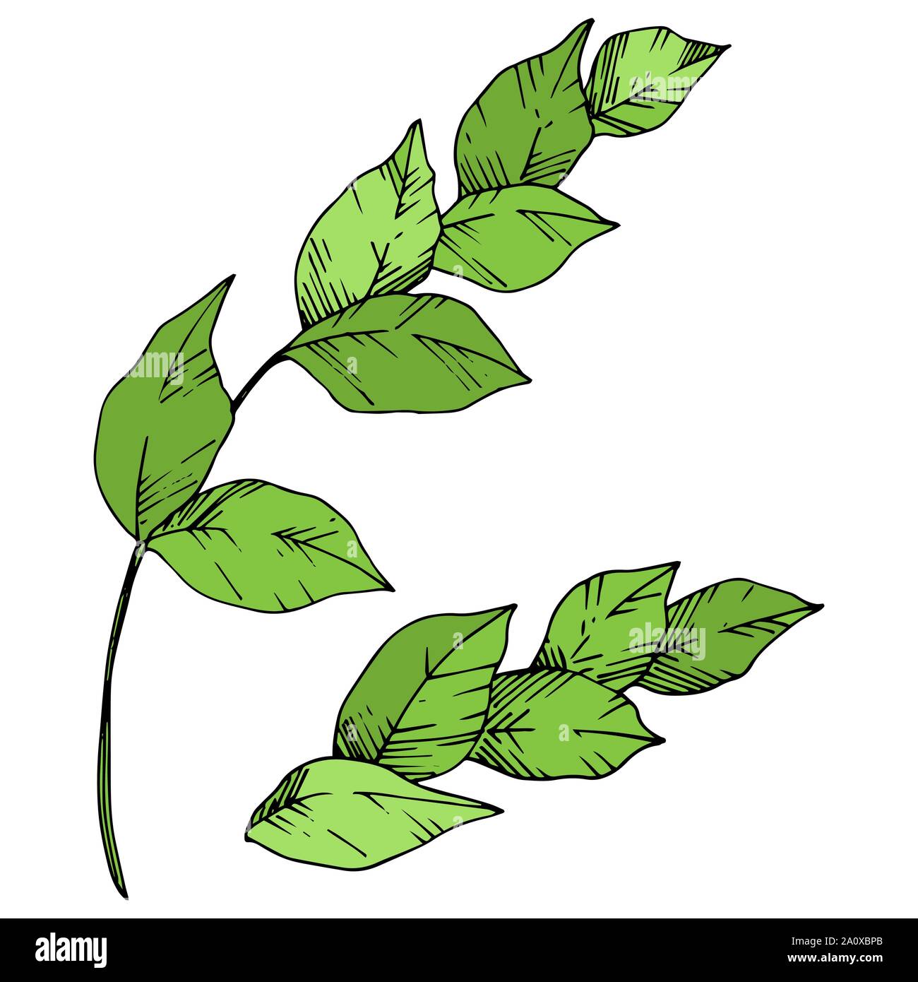 Hawaiian tropical exotique de vecteur de l'été. Palm Beach de feuilles d'arbres jungle botanique. Noir et blanc Encre gravée art. isolés feuilles élément illustration Illustration de Vecteur