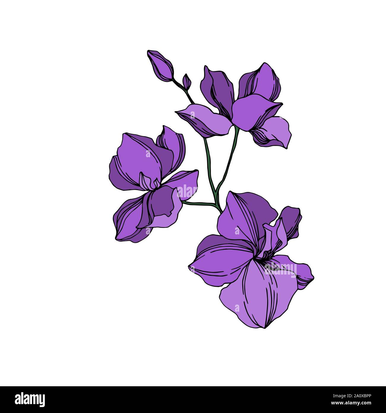 Vector floral fleurs orchidées botaniques. Lame de ressort sauvages isolés de fleurs sauvages. Noir et violet encre gravée orchidées isolées de l'élément d'illustration de l'art. Illustration de Vecteur