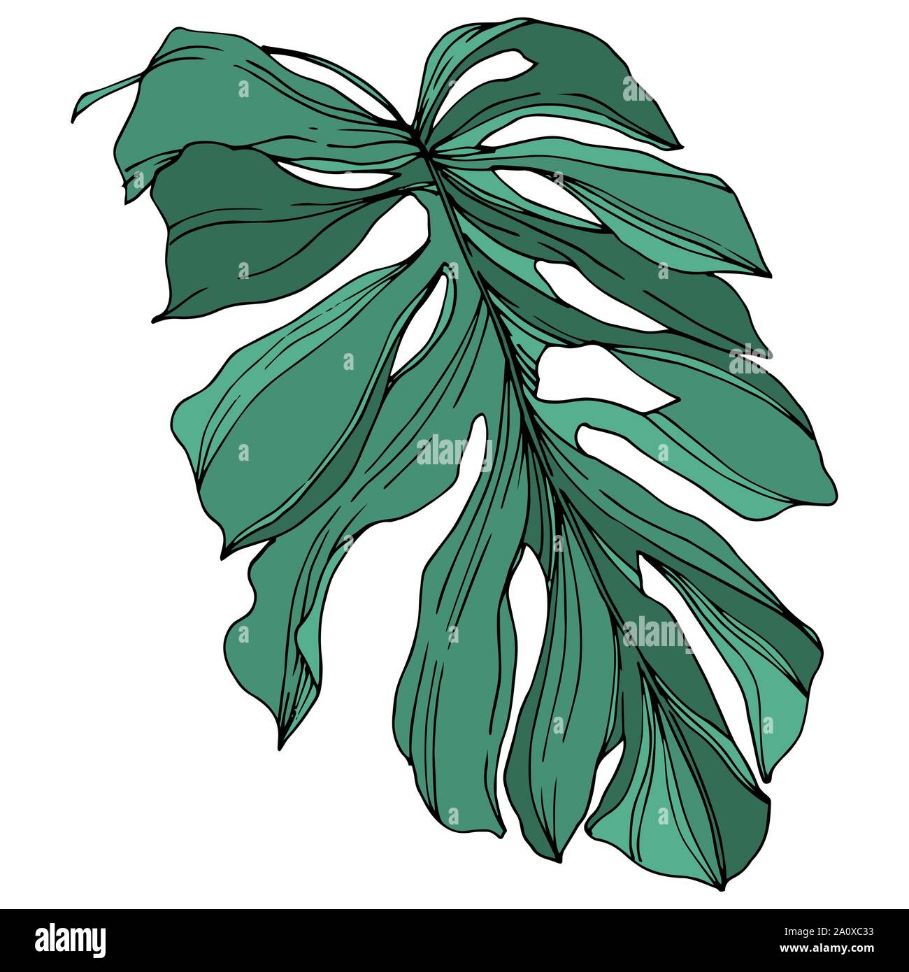 Hawaiian tropical exotique de vecteur de l'été. Palm Beach de feuilles d'arbres jungle botanique. Noir et blanc Encre gravée art. isolés feuilles élément illustration Illustration de Vecteur