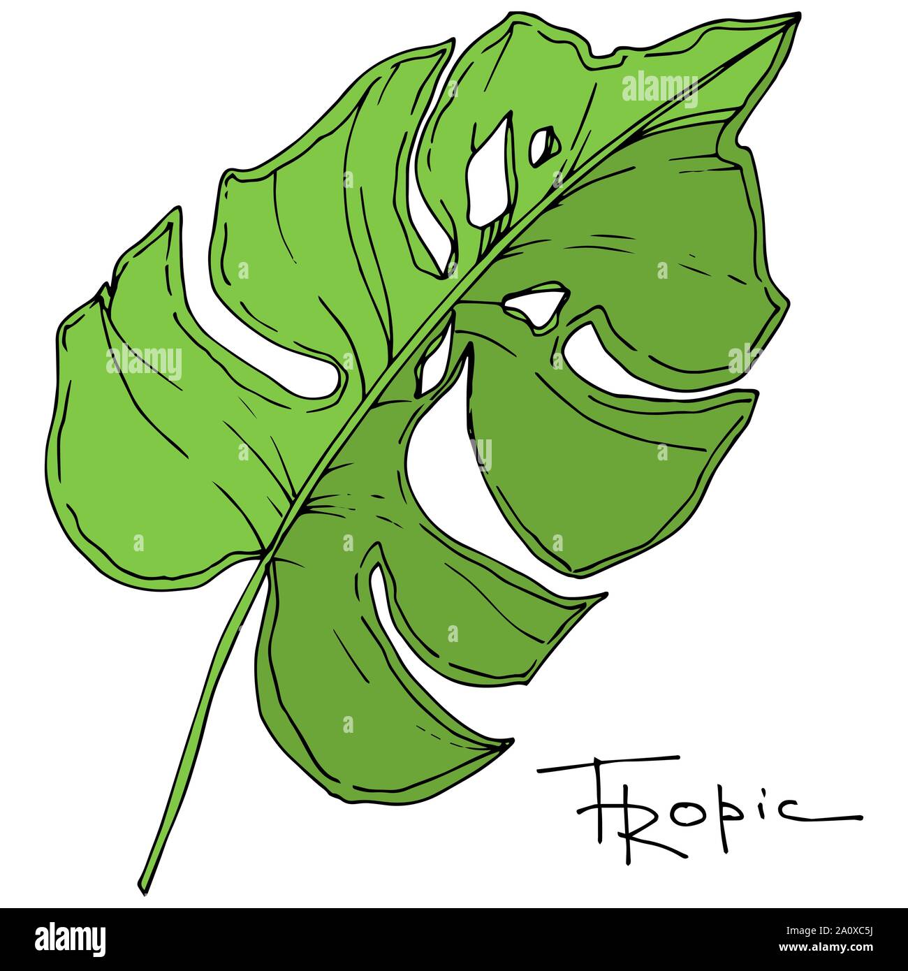 Hawaiian tropical exotique de vecteur de l'été. Palm Beach de feuilles d'arbres jungle botanique. Noir et blanc Encre gravée art. isolés feuilles élément illustration Illustration de Vecteur