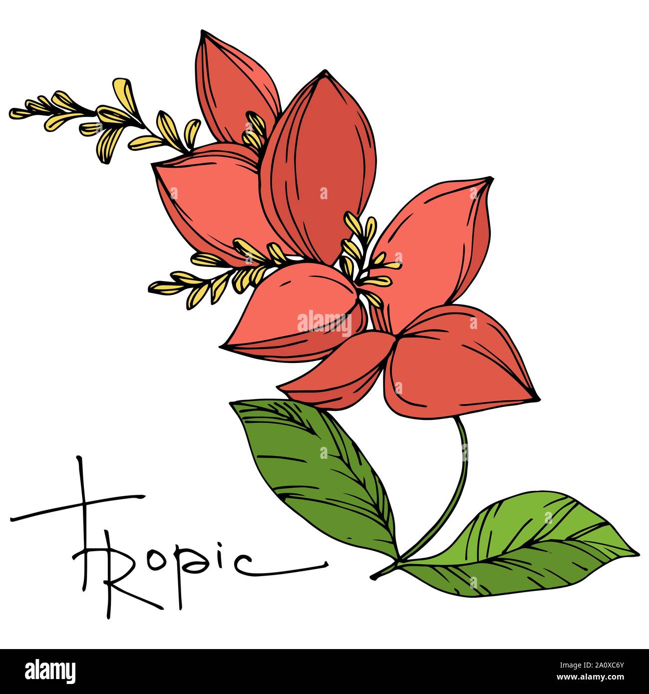 Hawaiian tropical exotique de vecteur de l'été. Palm Beach de feuilles d'arbres plantes botaniques de la jungle. Noir et blanc Encre gravée illustration feuilles isolées. Illustration de Vecteur