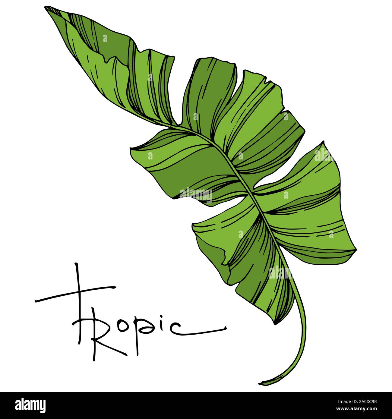 Hawaiian tropical exotique de vecteur de l'été. Palm Beach de feuilles d'arbres plantes botaniques de la jungle. Noir et blanc Encre gravée illustration feuilles isolées. Illustration de Vecteur