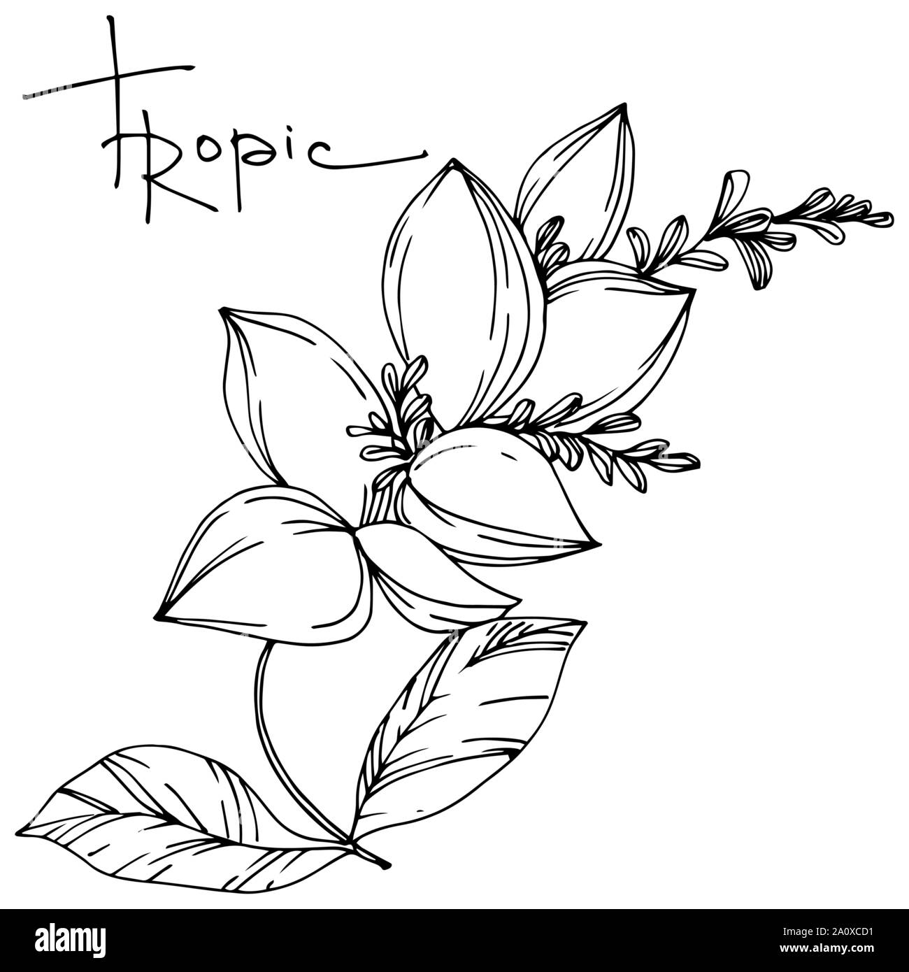 Hawaiian tropical exotique de vecteur de l'été. Palm Beach de feuilles d'arbres plantes botaniques de la jungle. Noir et blanc Encre gravée illustration feuilles isolées. Illustration de Vecteur