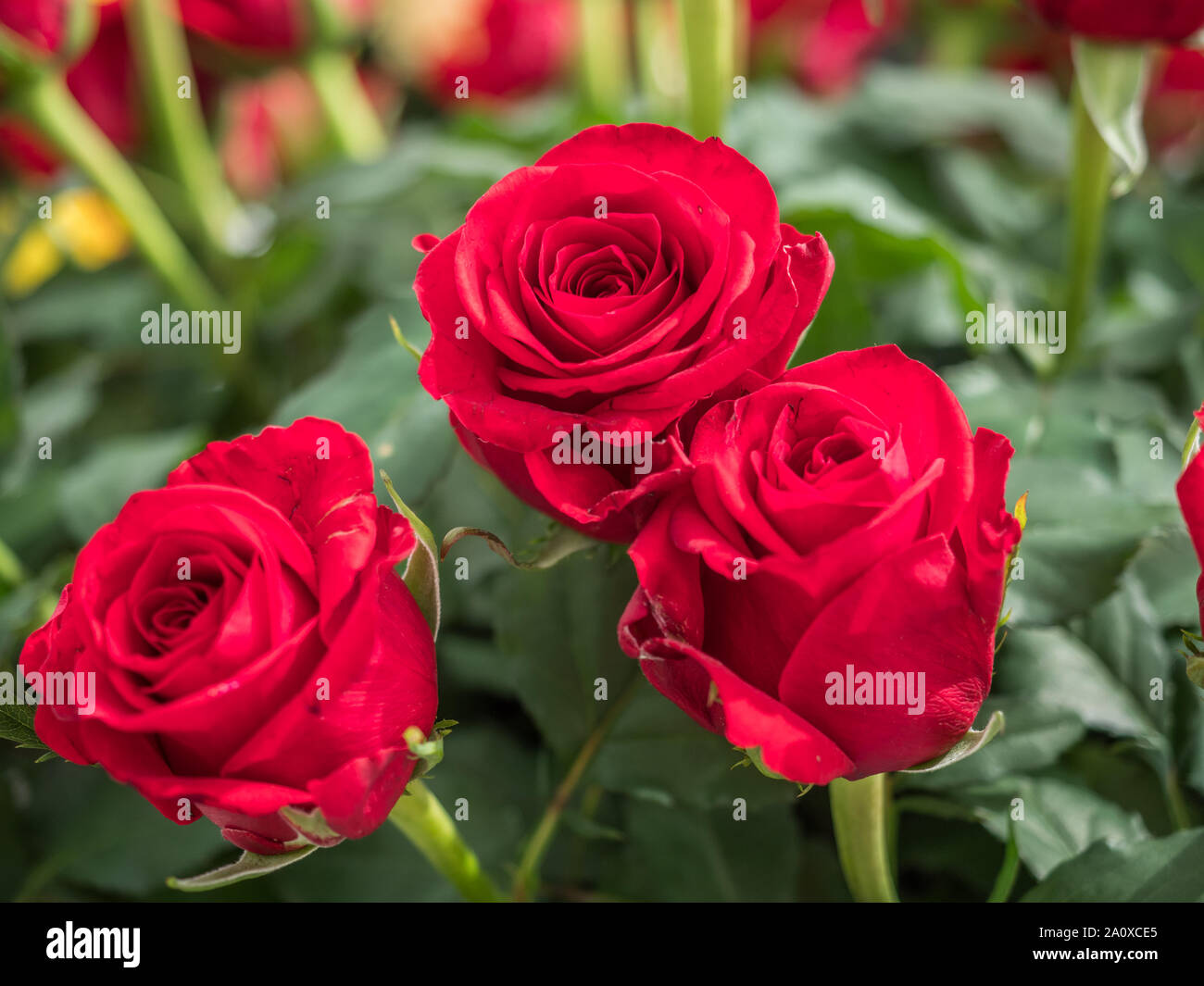 Romantique en fleurs rose rouge frais. Fleur rose 'Red Eagle' sur l'arrière-plan vert et roses ohers Banque D'Images