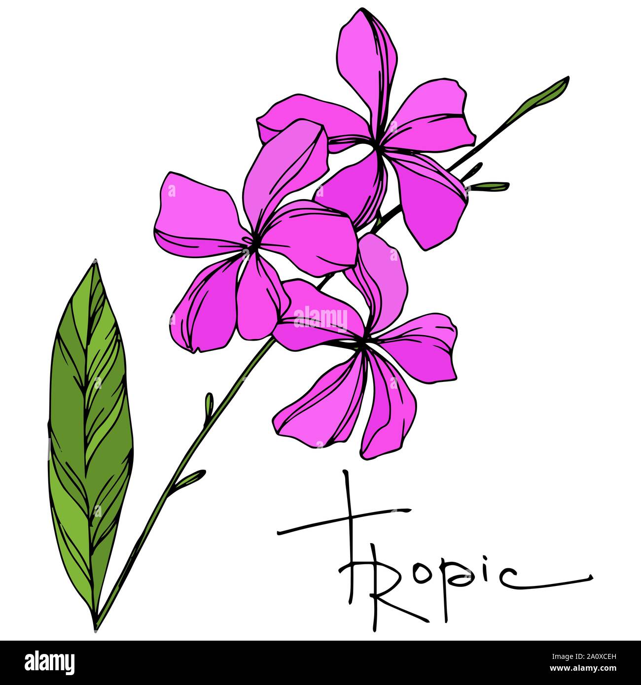 Hawaiian tropical exotique de vecteur de l'été. Palm Beach de feuilles d'arbres plantes botaniques de la jungle. Noir et blanc Encre gravée illustration feuilles isolées. Illustration de Vecteur