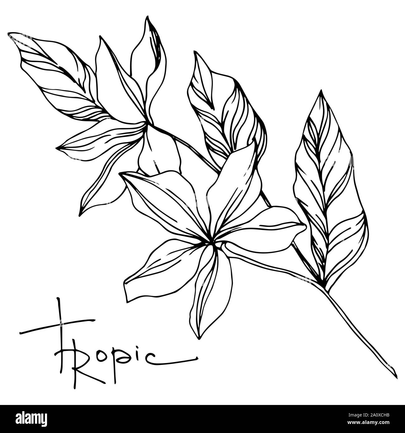 Hawaiian tropical exotique de vecteur de l'été. Palm Beach de feuilles d'arbres plantes botaniques de la jungle. Noir et blanc Encre gravée illustration feuilles isolées. Illustration de Vecteur