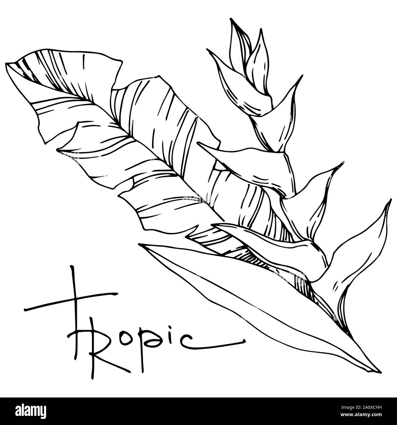 Hawaiian tropical exotique de vecteur de l'été. Palm Beach de feuilles d'arbres plantes botaniques de la jungle. Noir et blanc Encre gravée illustration feuilles isolées. Illustration de Vecteur