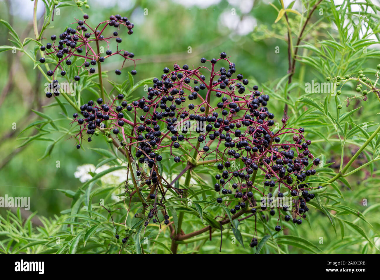 Les fruits du sureau noir (Sambucus canadensis) - Long Key zone naturelle, Davie, Floride, USA Banque D'Images