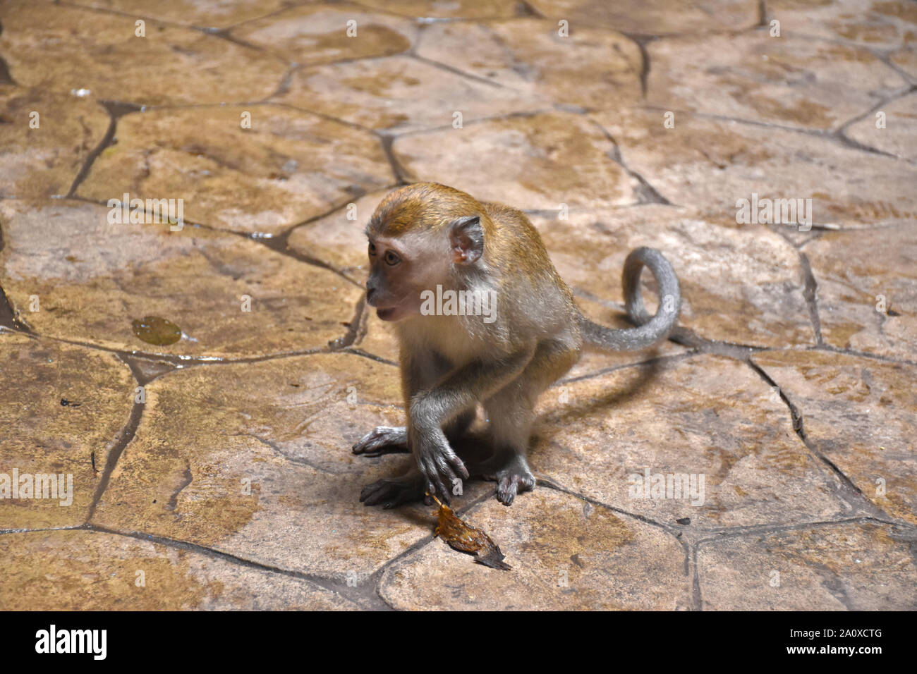 Bebe Crabe Banque D Image Et Photos Alamy Bebe Crabe Banque D Image Et Photos Alamy