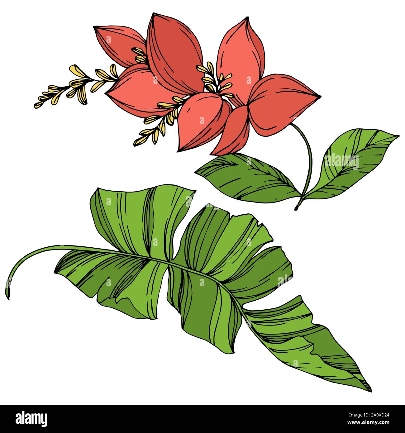 Hawaiian tropical exotique de vecteur de l'été. Palm Beach de feuilles d'arbres plantes botaniques de la jungle. Noir et blanc Encre gravée illustration feuilles isolées. Illustration de Vecteur