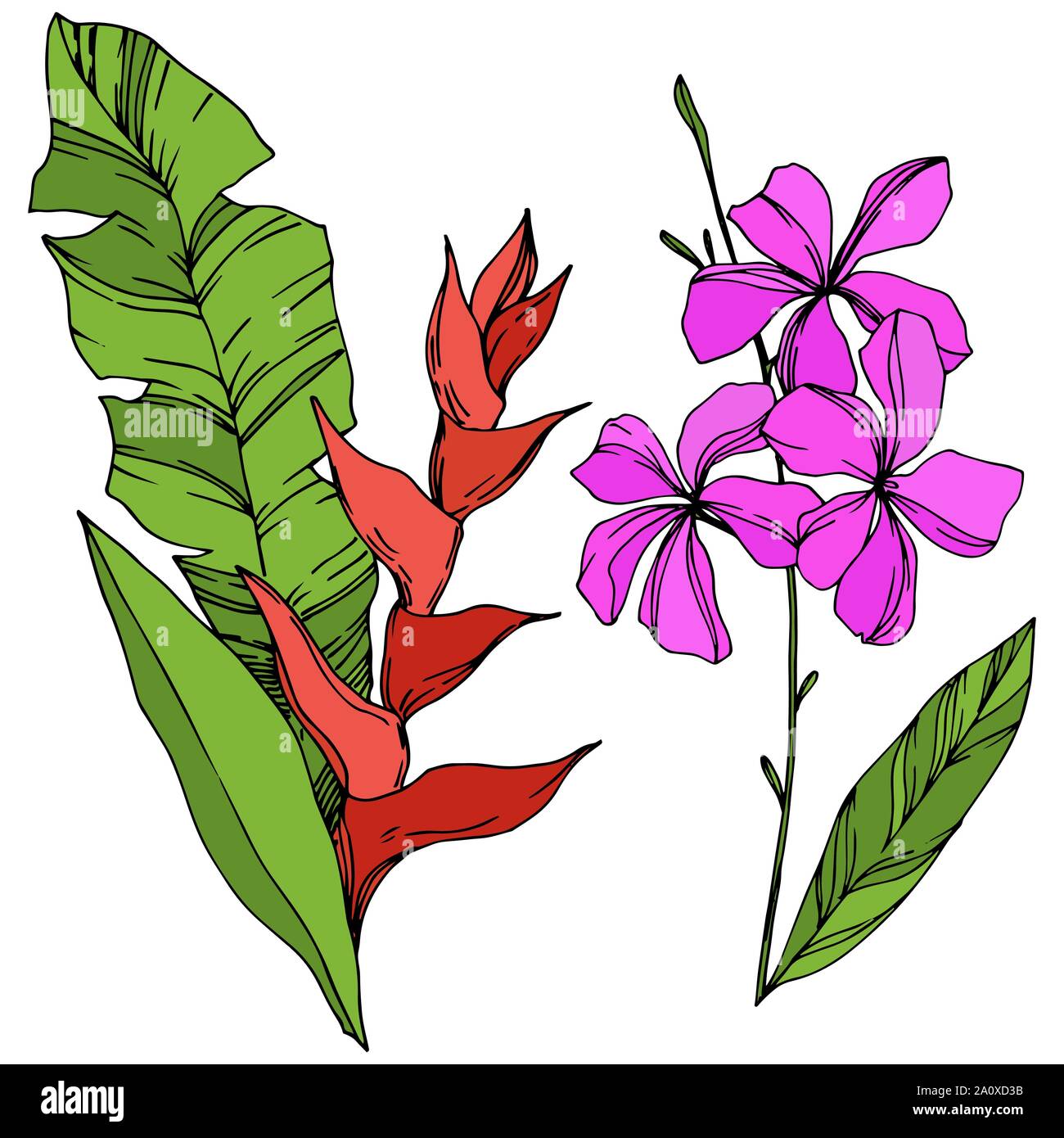 Hawaiian tropical exotique de vecteur de l'été. Palm Beach de feuilles d'arbres plantes botaniques de la jungle. Noir et blanc Encre gravée illustration feuilles isolées. Illustration de Vecteur