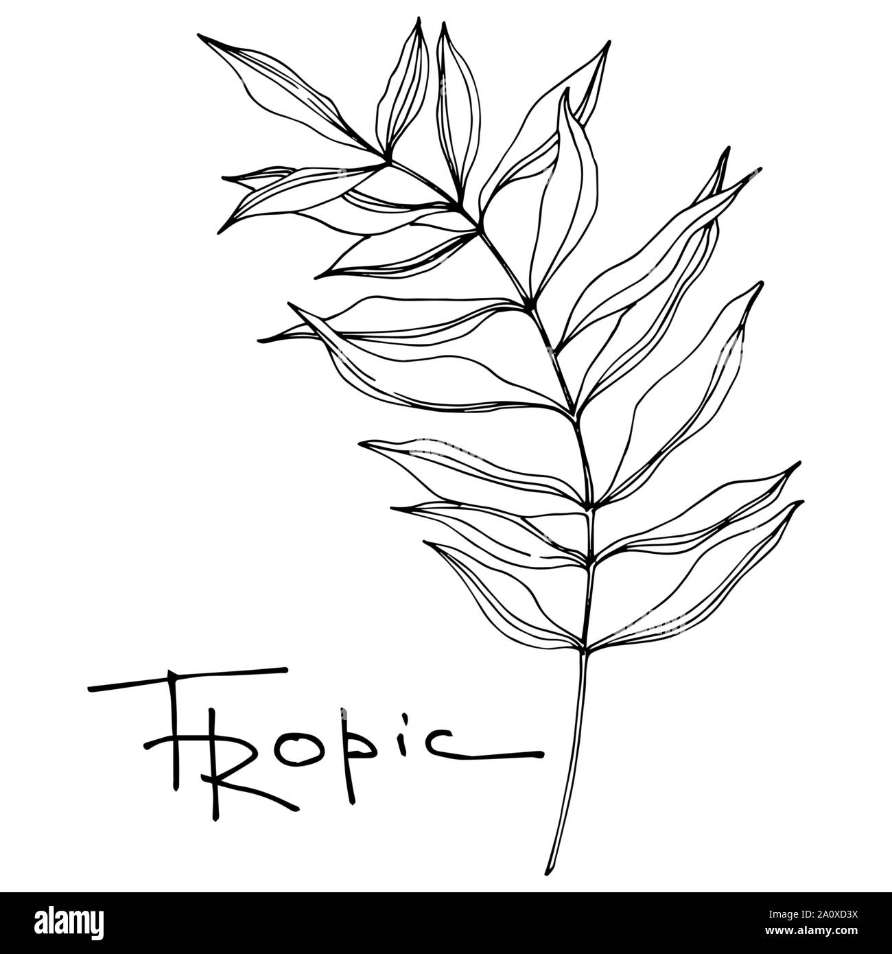 Hawaiian tropical exotique de vecteur de l'été. Palm Beach de feuilles d'arbres jungle botanique. Noir et blanc Encre gravée art. isolés feuilles élément illustration Illustration de Vecteur