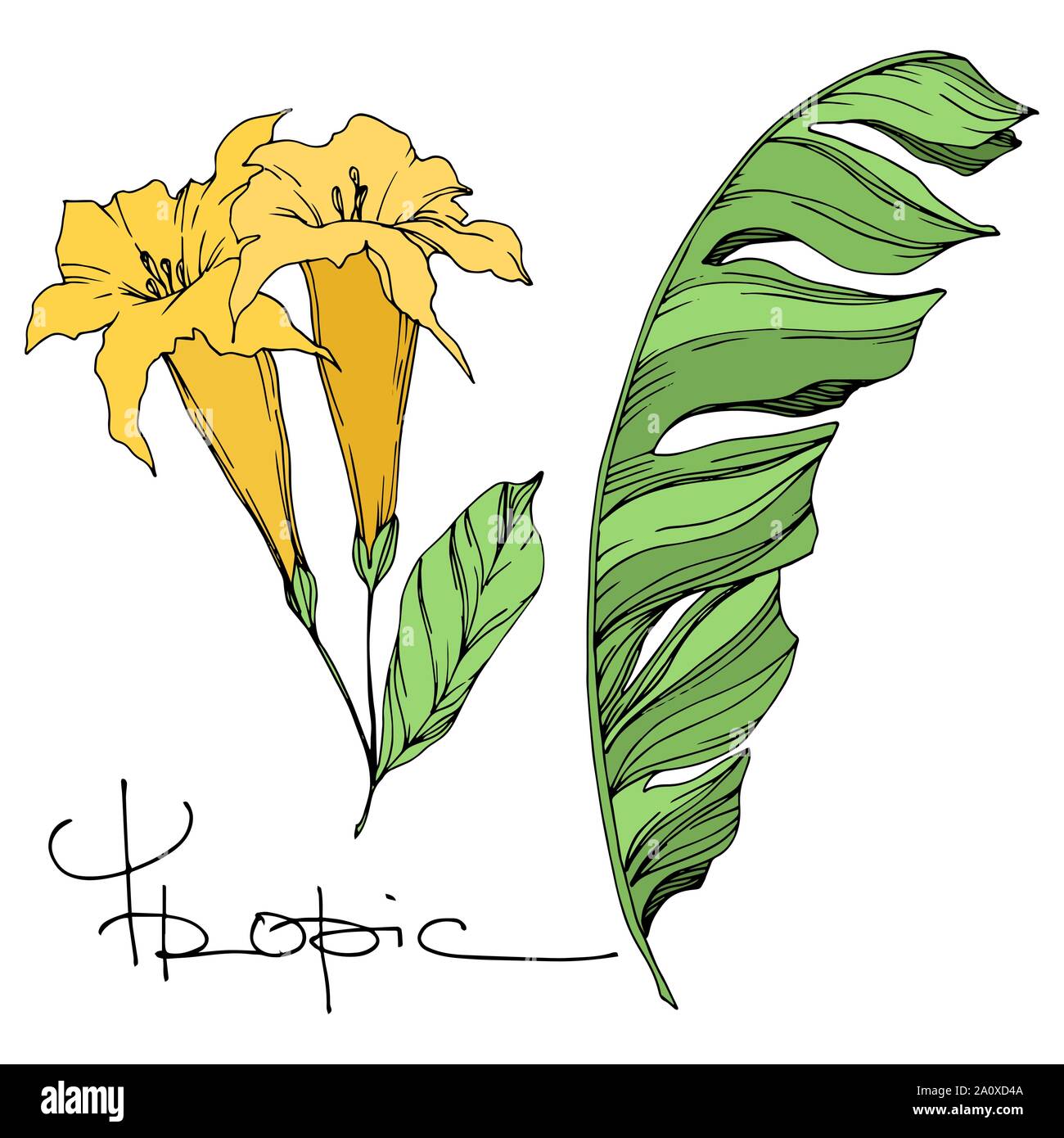 Hawaiian tropical exotique de vecteur de l'été. Palm beach jungle arbre feuilles fleurs botanique. Gravée en noir et blanc L'art d'encre fleur isolée illustratio Illustration de Vecteur