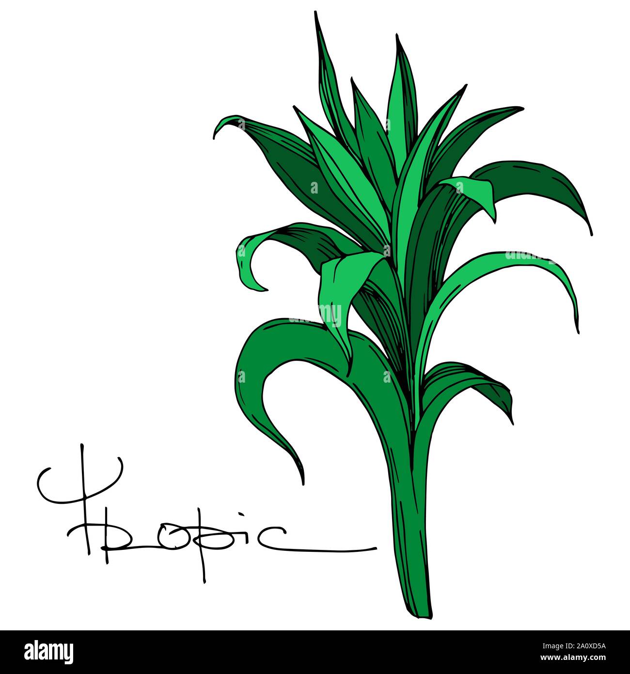 Hawaiian tropical exotique de vecteur de l'été. Palm Beach de feuilles d'arbres jungle botanique. Noir et blanc Encre gravée art. isolés feuilles élément illustration Illustration de Vecteur