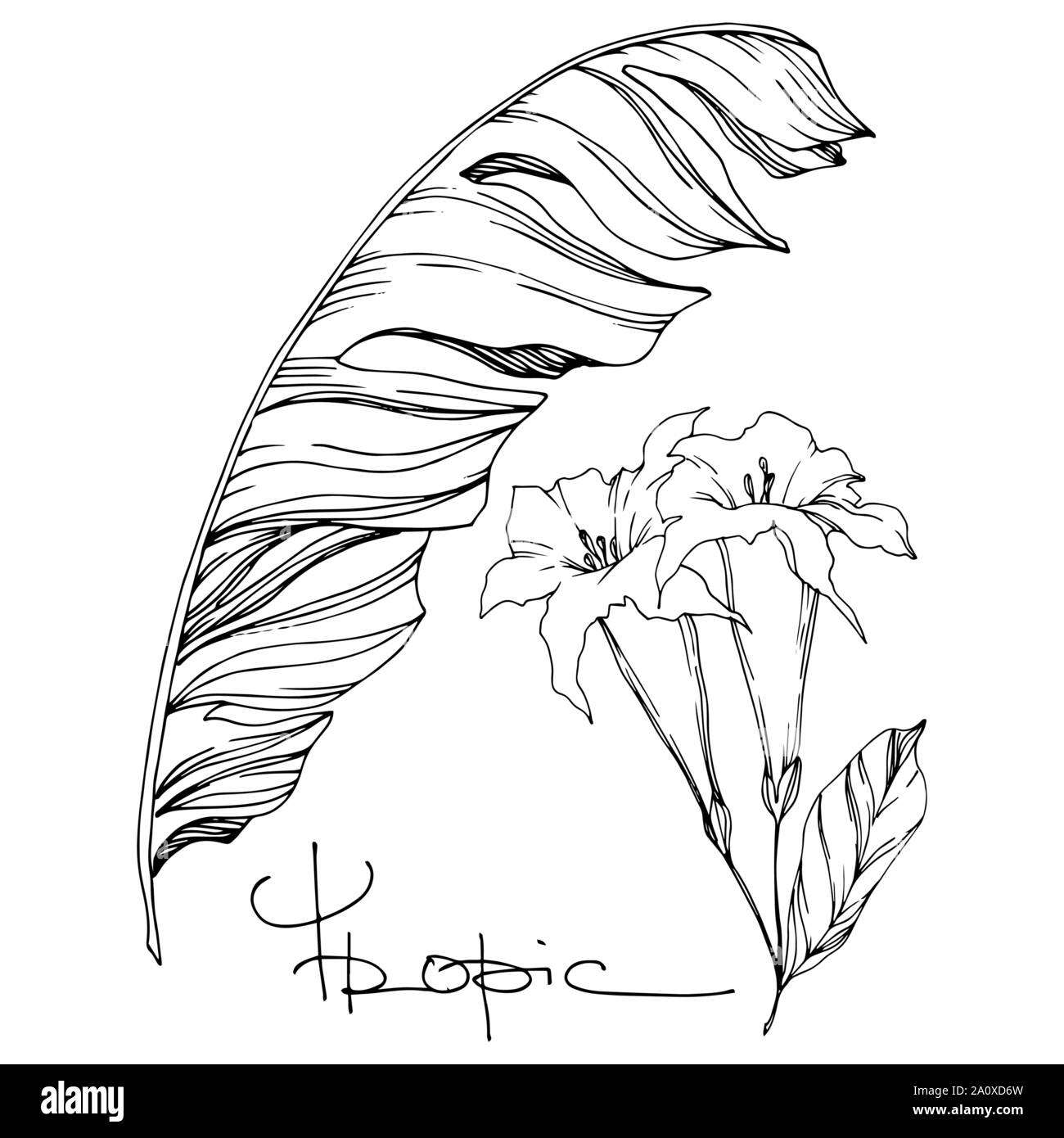 Hawaiian tropical exotique de vecteur de l'été. Palm beach jungle arbre feuilles fleurs botanique. Gravée en noir et blanc L'art d'encre fleur isolée illustratio Illustration de Vecteur