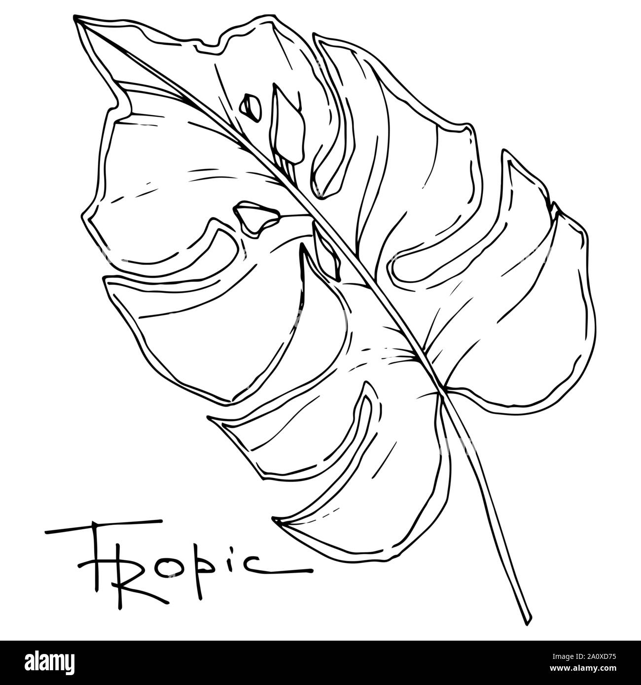 Hawaiian tropical exotique de vecteur de l'été. Palm Beach de feuilles d'arbres jungle botanique. Noir et blanc Encre gravée art. isolés feuilles élément illustration Illustration de Vecteur