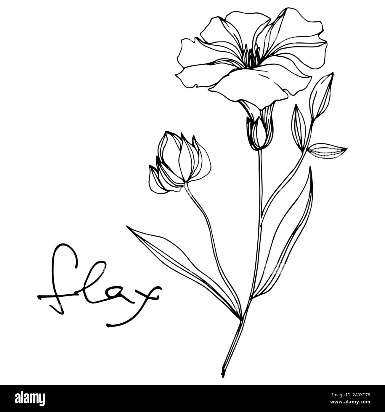 Vector floral fleurs botanique de lin. Lame de ressort sauvages isolés de fleurs sauvages. Gravée en noir et blanc L'art de l'encre sur l'élément isolé illustration lin wh Illustration de Vecteur