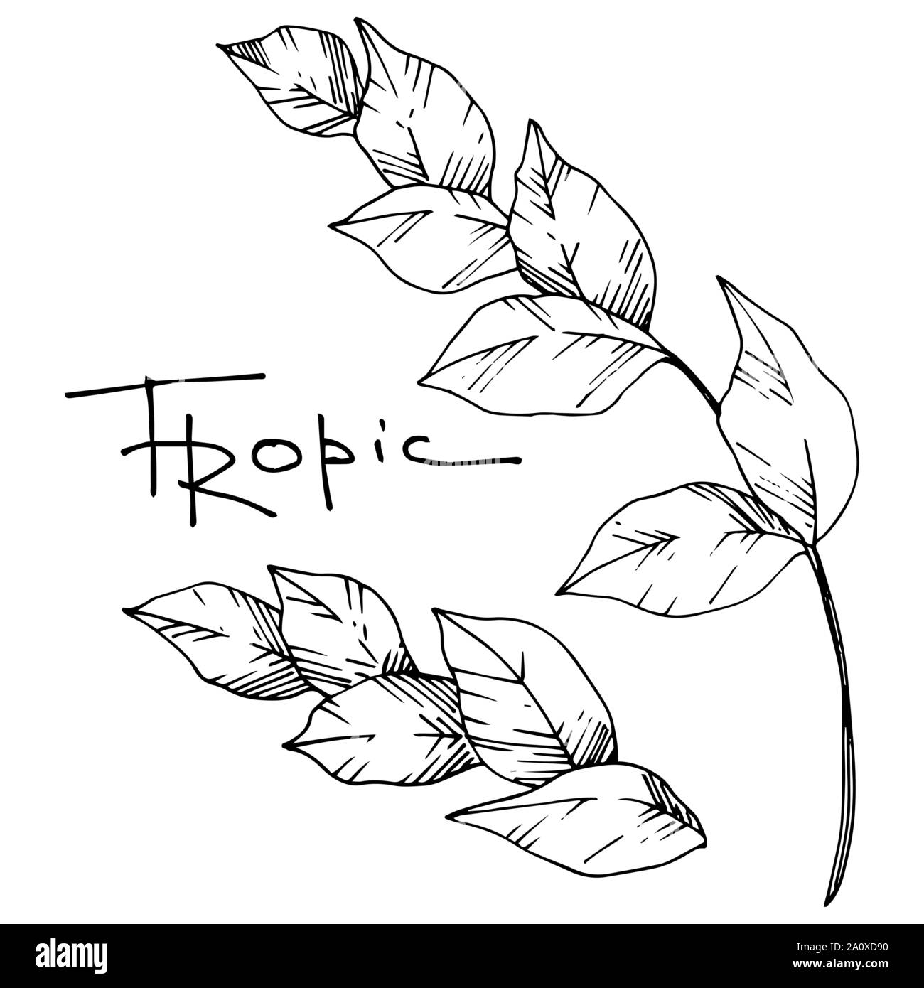 Hawaiian tropical exotique de vecteur de l'été. Palm Beach de feuilles d'arbres jungle botanique. Noir et blanc Encre gravée art. isolés feuilles élément illustration Illustration de Vecteur