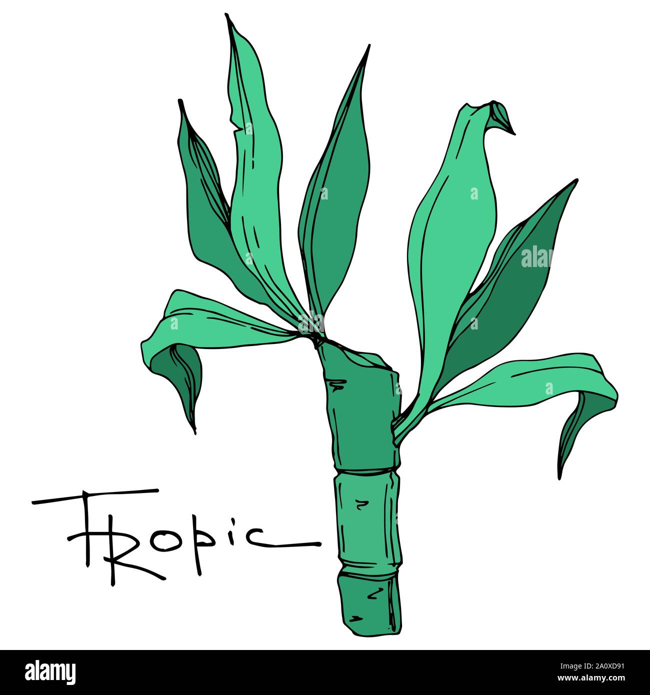 Hawaiian tropical exotique de vecteur de l'été. Palm Beach de feuilles d'arbres jungle botanique. Noir et blanc Encre gravée art. isolés feuilles élément illustration Illustration de Vecteur