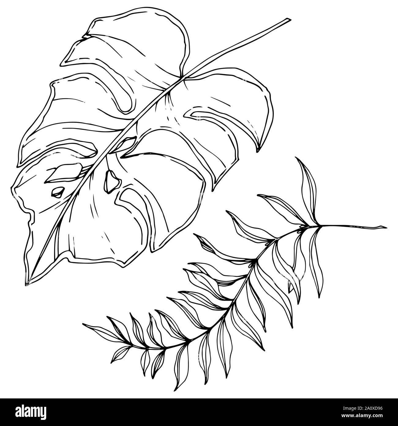 Hawaiian tropical exotique de vecteur de l'été. Palm Beach de feuilles d'arbres jungle botanique. Noir et blanc Encre gravée art. isolés feuilles élément illustration Illustration de Vecteur