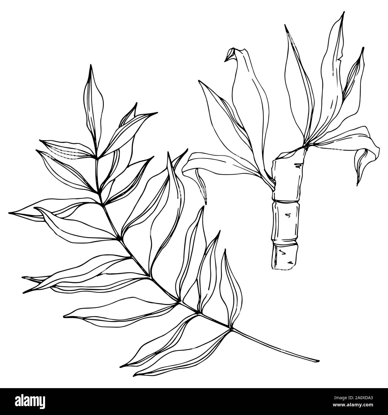 Hawaiian tropical exotique de vecteur de l'été. Palm Beach de feuilles d'arbres jungle botanique. Noir et blanc Encre gravée art. isolés feuilles élément illustration Illustration de Vecteur