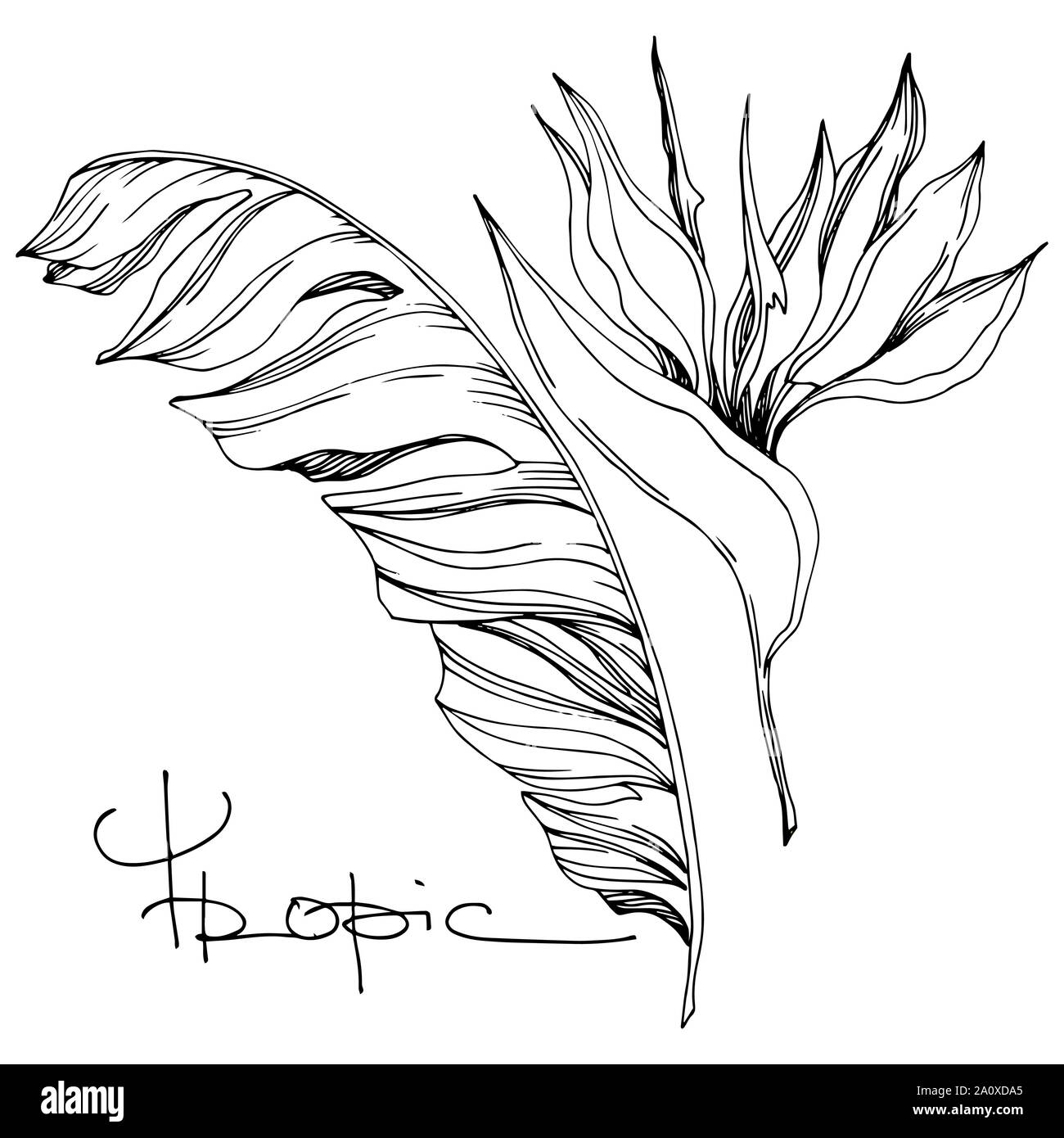 Hawaiian tropical exotique de vecteur de l'été. Palm beach jungle arbre feuilles fleurs botanique. Gravée en noir et blanc L'art d'encre fleur isolée illustratio Illustration de Vecteur