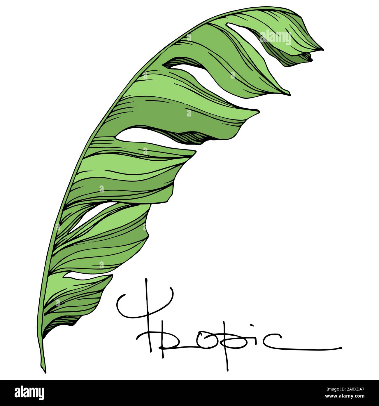 Hawaiian tropical exotique de vecteur de l'été. Palm Beach de feuilles d'arbres jungle botanique. Noir et blanc Encre gravée art. isolés feuilles élément illustration Illustration de Vecteur