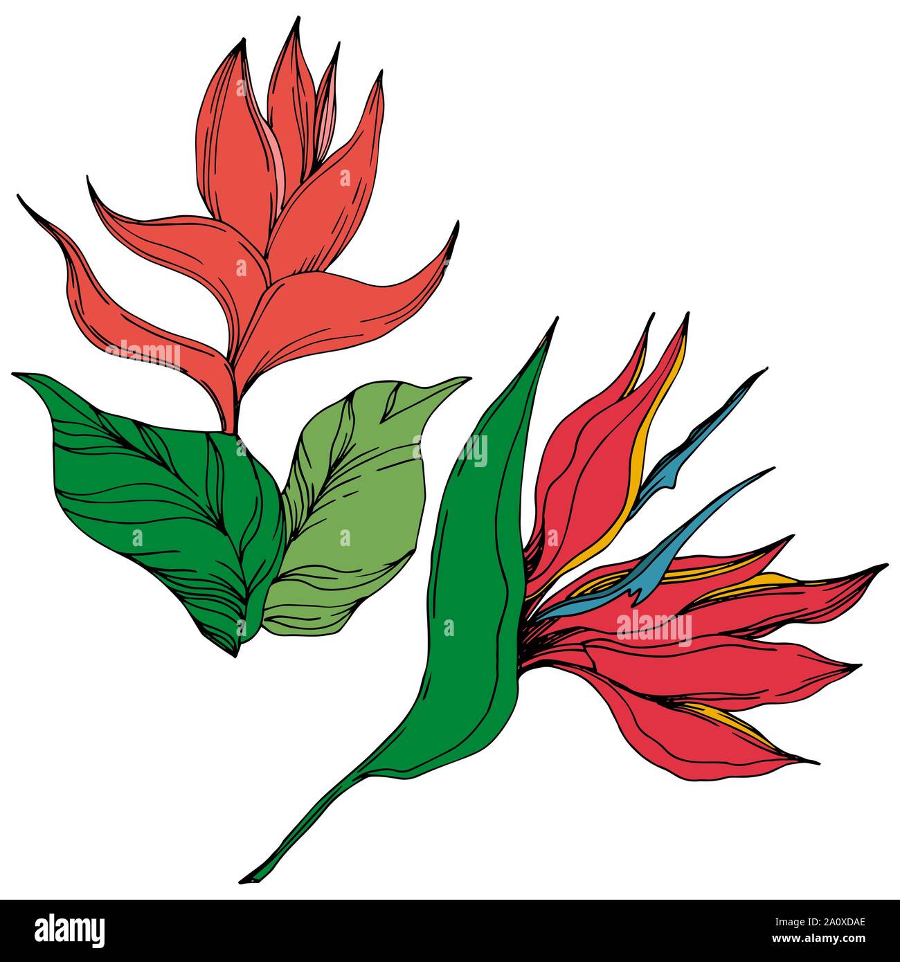 Hawaiian tropical exotique de vecteur de l'été. Palm beach jungle arbre feuilles fleurs botanique. Gravée en noir et blanc L'art d'encre fleur isolée illustratio Illustration de Vecteur