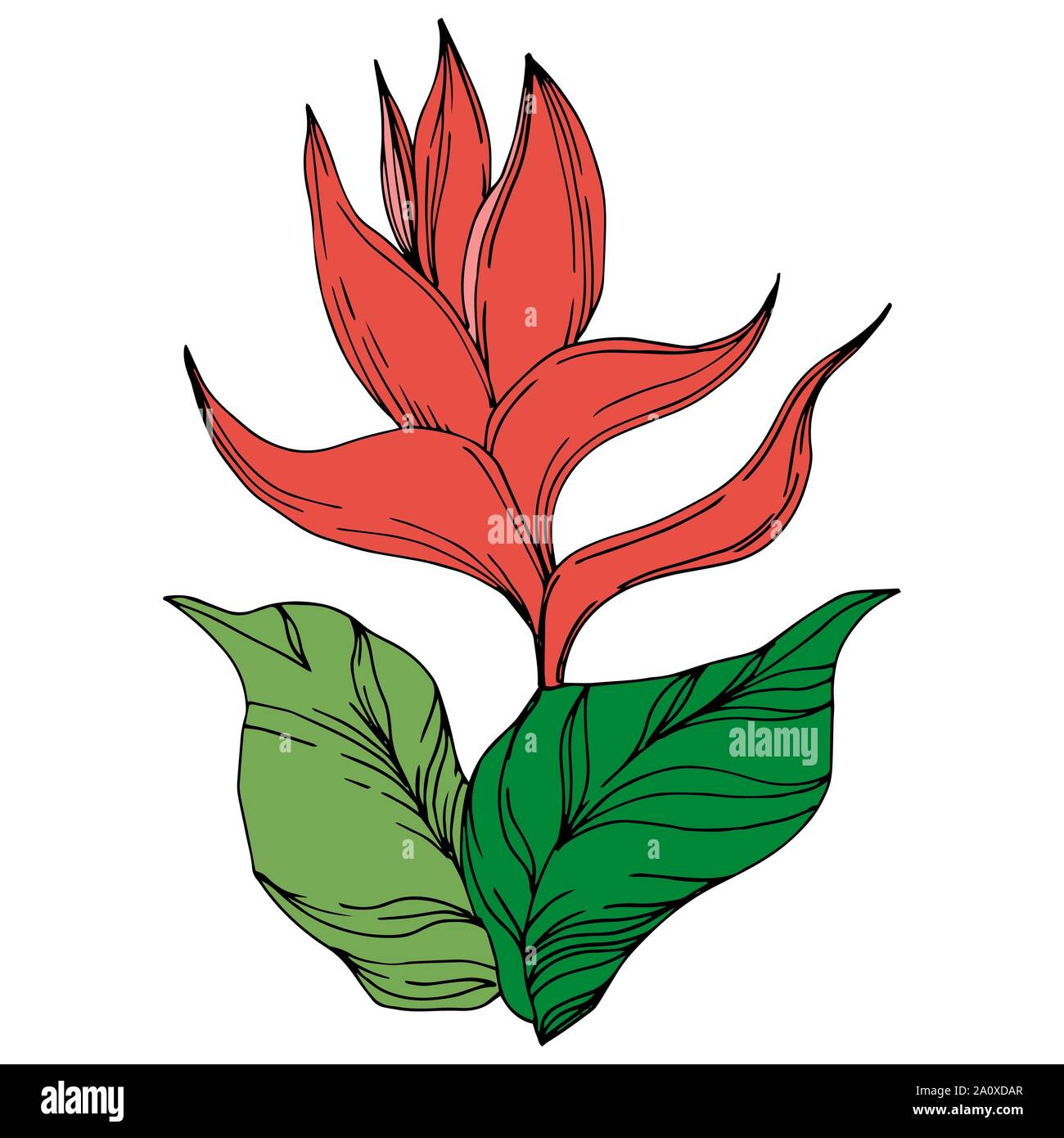 Hawaiian tropical exotique de vecteur de l'été. Palm beach jungle arbre feuilles fleurs botanique. Gravée en noir et blanc L'art d'encre fleur isolée illustratio Illustration de Vecteur